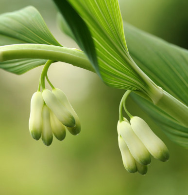 Polygonatum-1d.jpg