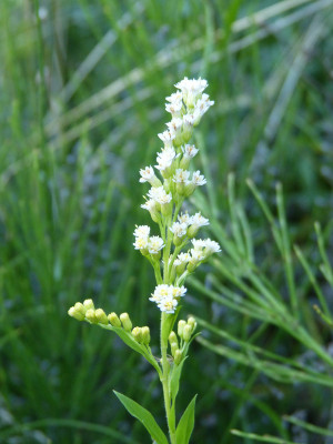 2018-07-29 Solidago 'Estelle'.jpg