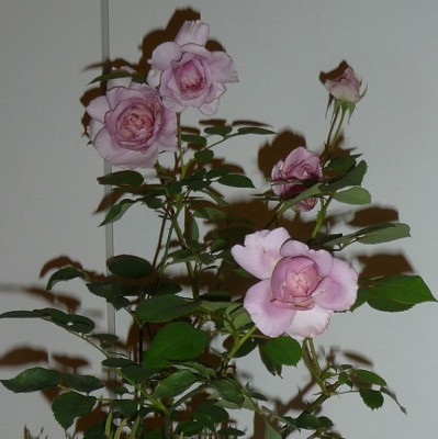 Jugendstil_0718_10.JPG