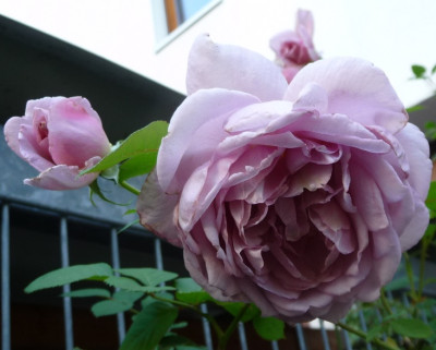 Jugendstil_0718_02.JPG