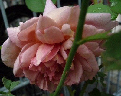 Jugendstil_0718_09.JPG