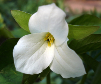 Trillium_grandf.DSC02905jpg.jpg
