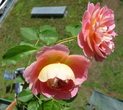 Roseneck0718_01.JPG