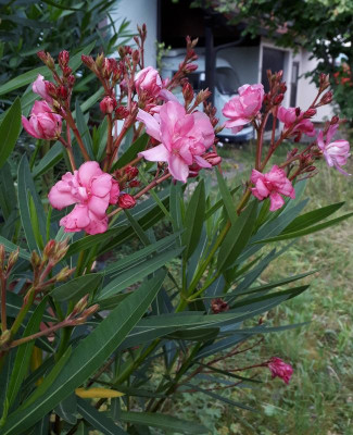 20180729_230345.jpg