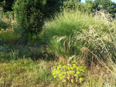 Miscanthus Grazillimus P7290094.JPG