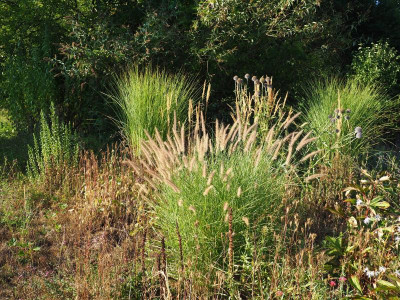Pennisetum 'Karley Rose' P7290099.JPG