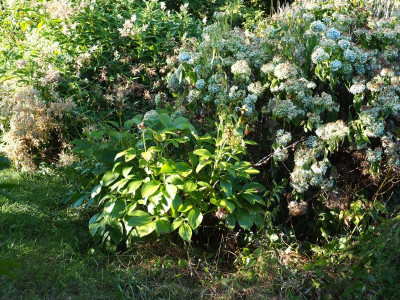 Paeonia Macrophylla [FfM] P7290102.JPG