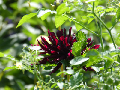 2018-07-29 Dahlia 'Nuit d'Été' 2.jpg