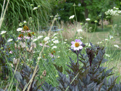 2018-07-29 Gartenimpressionen 3,.jpg