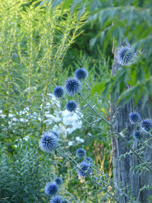 2018-07-29 Gartenimpressionen 8.jpg