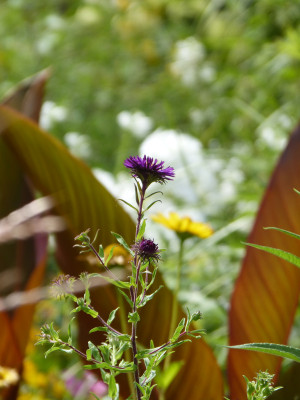 2018-07-29 Gartenimpressionen 7.jpg