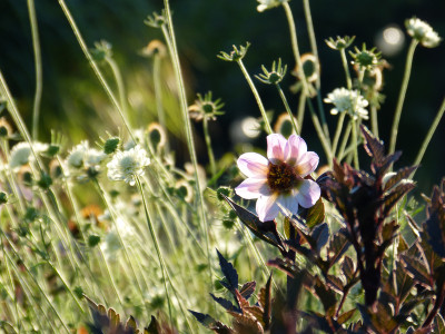 2018-07-29 Gartenimpressionen 6.jpg