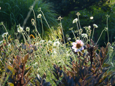 2018-07-29 Gartenimpressionen 9.jpg