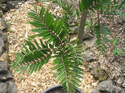 Sorbus_vilmorinii_fars_2007.jpg