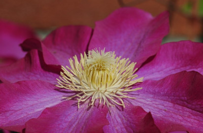 Clematis_X_2_22-04-2007.jpg