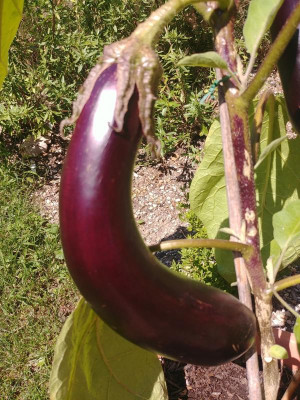 VioletteBarbentane_121836.jpg