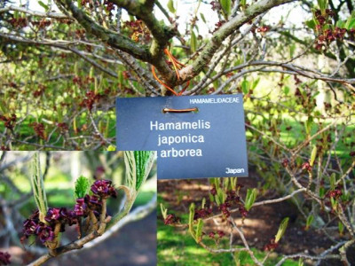 hamamelis_jap_arborea_andrea.jpg