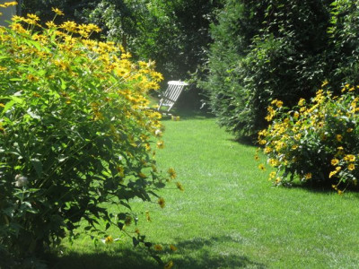Helianthus welcher?_7276.jpg