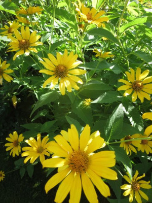 Helianthus welcher?_7277.jpg