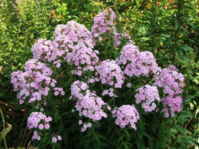 30.07.2018 17-13-21_4819.jpg