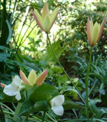 TrilliumTulipa.jpg.jpg