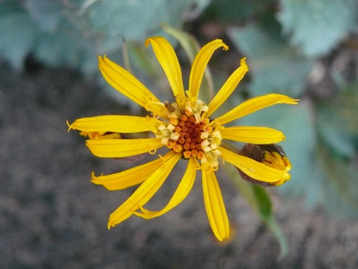 P1250344.JPG