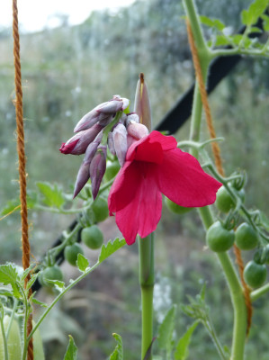 2018-07-30 Canna iridiflora (x ehemanii).jpg