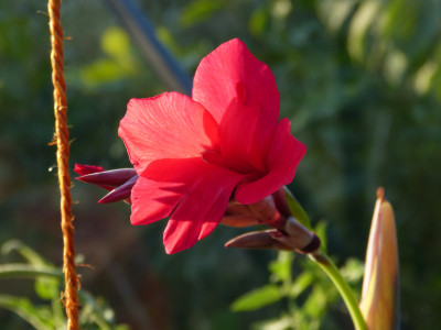 2018-07-30 Canna iridiflora (x ehemanii) 2.jpg