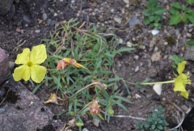 Calylophus_lavandulifolius.18-1.jpg