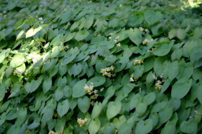 Weihenstephan0407.jpg