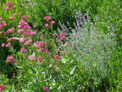 Centranthus ruber u. Nepeta kl. Talus.JPG