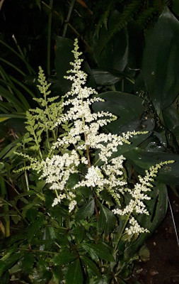 Astilbe bei Nacht 2018.jpg