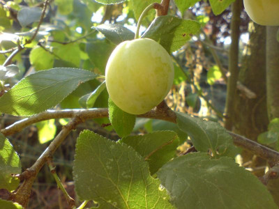 DSC00210.JPG