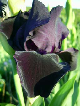 Helen_Proctor_PIC_0491.JPG
