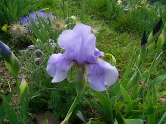 Morgendammerung_PIC_0528.JPG