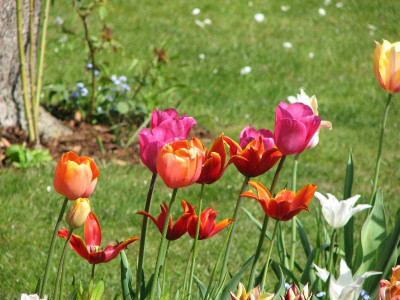 tulpenrabatte.jpg