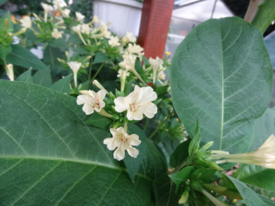 Mirabilis beige.JPG