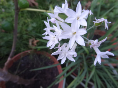 tulbaghia pearl.JPG