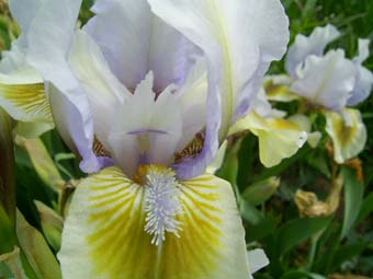 Irish_Moss_PIC_0543.JPG