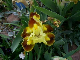 Water_Color_PIC_0553.JPG