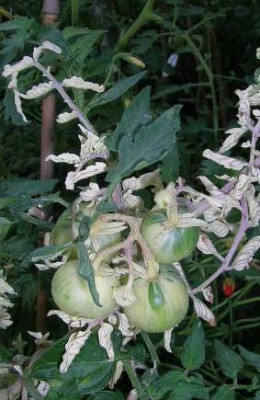 Variegated_17.7..jpg