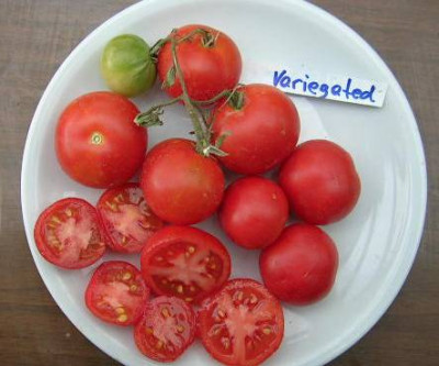 Variegated____v._Leena____originalgroesse.jpg