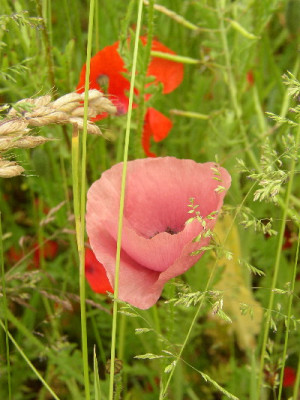 Klatschmohnrosa.jpg