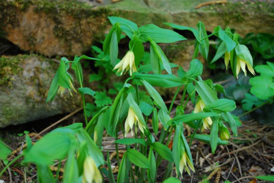 Uvularia-ca-4-Jahre.jpg