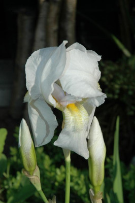 A2900_Large.JPG