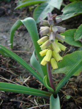 Muscari_gelb.jpg