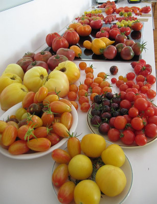 IMG_3564_Tomatenernte_1Aug2018_.jpg
