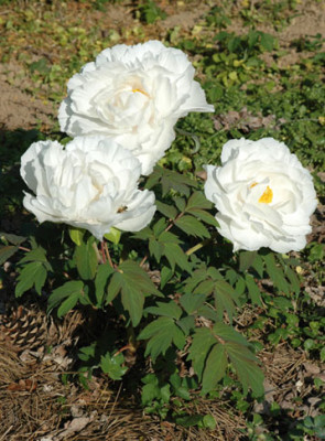 Paeonia_suffruticosa_Renkaku.jpg
