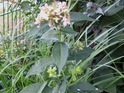 Marjellchen Nachblüte (1).JPG