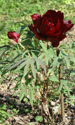 Paeonia_suffruticosa_Hatsugarashu.jpg